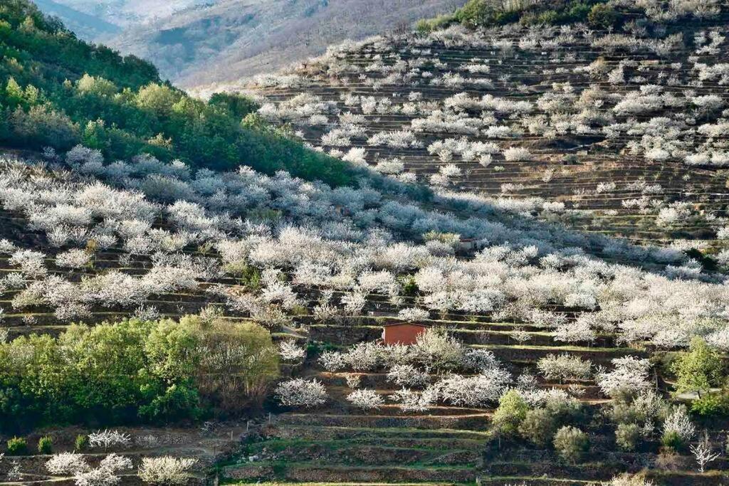 Apartamento Rural Se De Un Lugar エル・トルノ エクステリア 写真